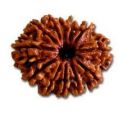 12 mukhi rudraksha